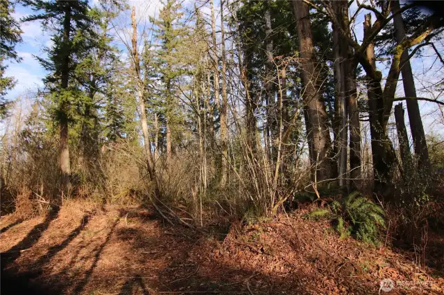 Towering Doug Fir trees abound