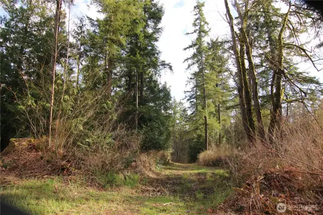 A path amongst the trees towards the rest of the acreage