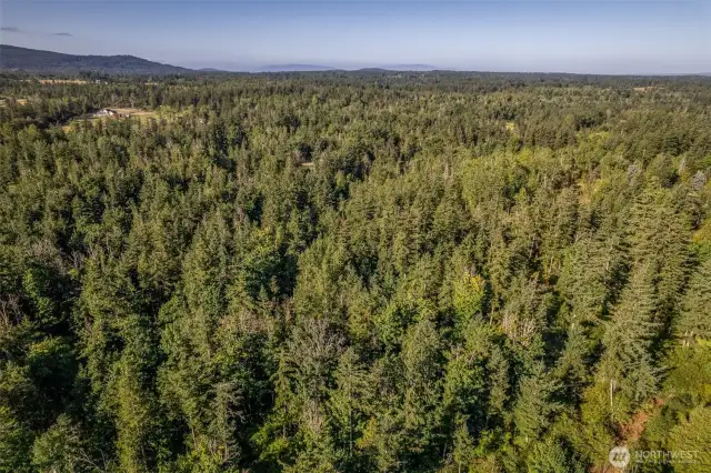 This is it!  Your own forest