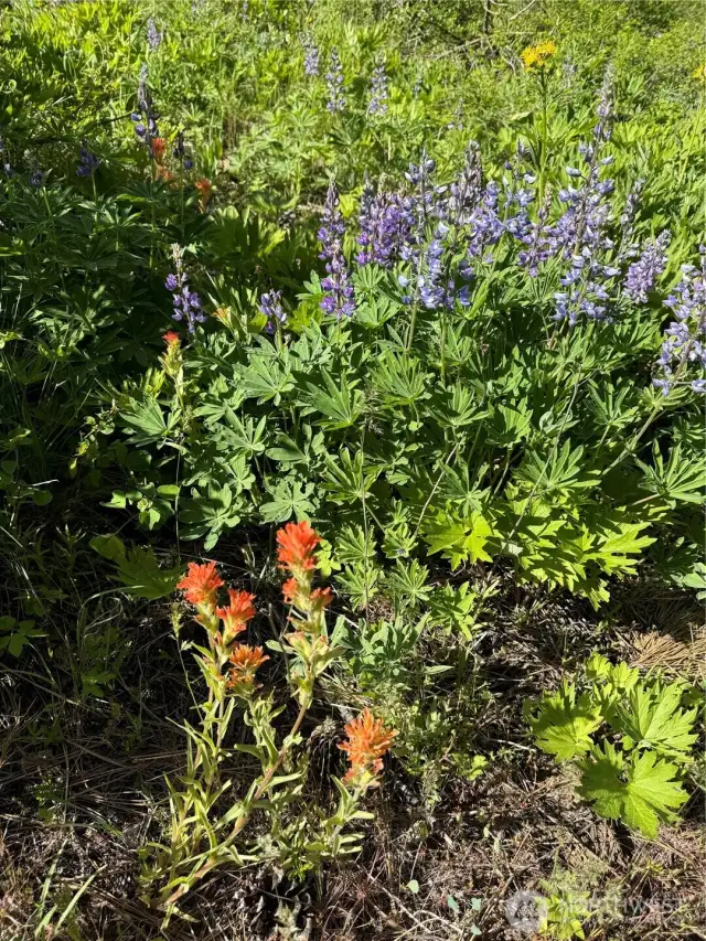 Seasonal wildflowers!