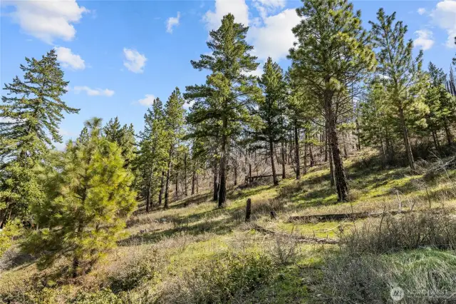 Western side of the property along Emerick Road.