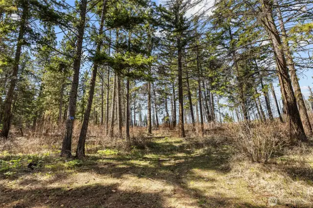 Driveway on the Eastern side of the property.