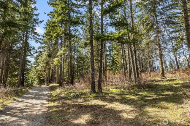 Driveway and access road on the Eastern side of the property.