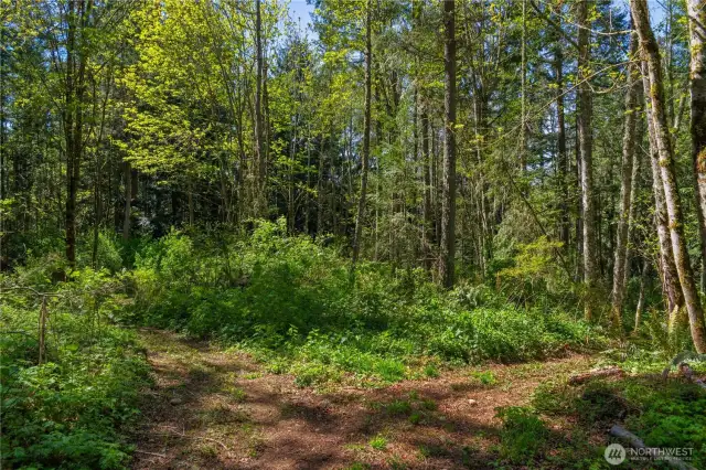 Enjoy forest with over 1/4 of a mile of Hicking/walking trails