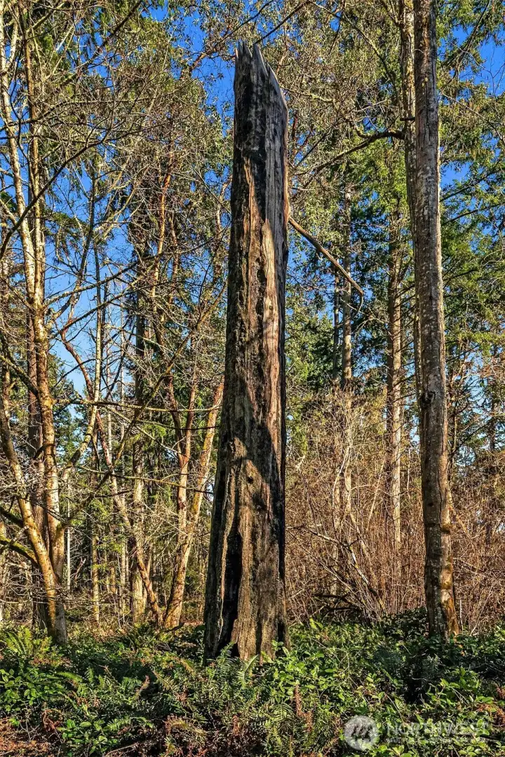 Snag provides great habitat for wildlife and food for the woodpeckers.