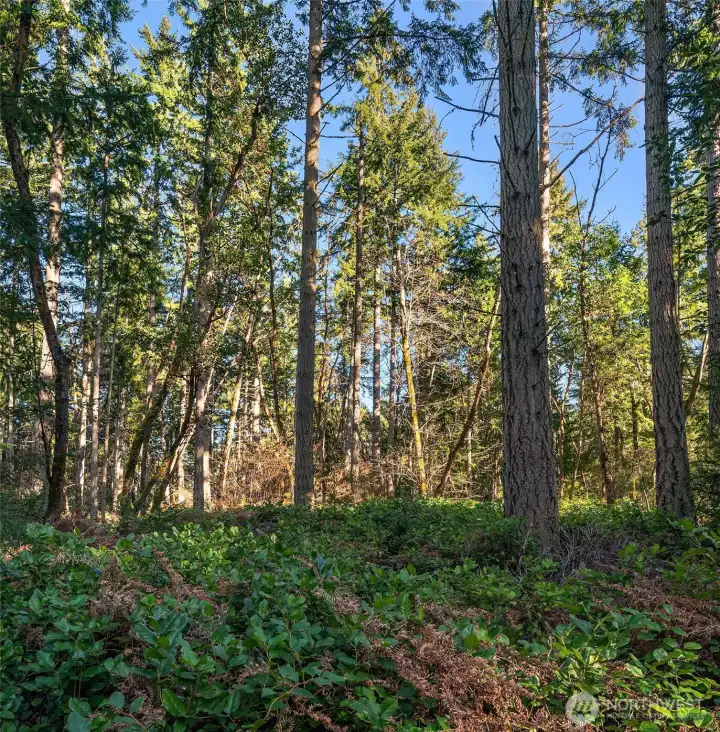 The property rises slightly to the east with salal understory and mixed fir, madrone an maple trees.
