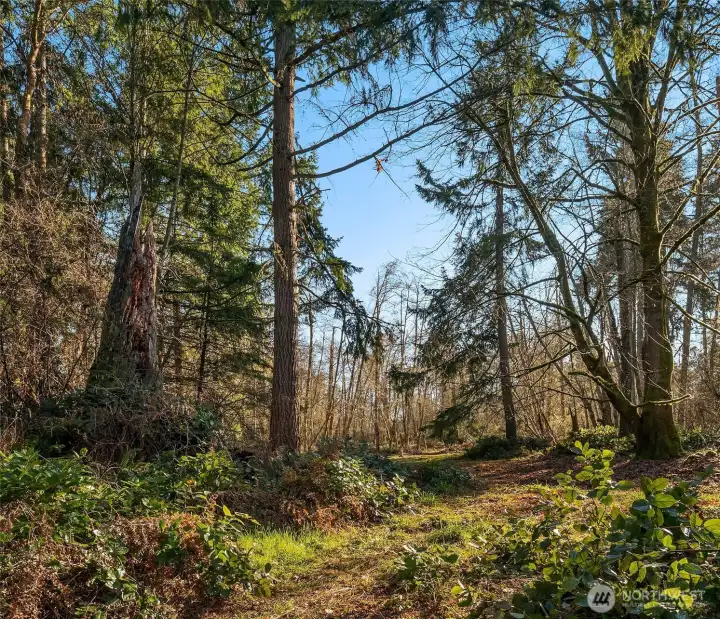 Many invasives were removed during the initiial phases of the forestry plan implementation. 15% selective logging was carried out in winter 2016-2017 and can be re-done in winter 2026-2027.