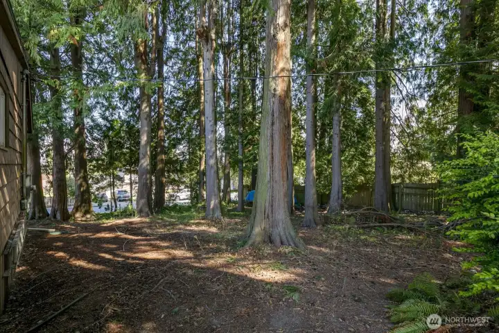 The vacant lot with standing timber.