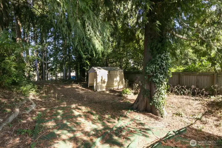 Looking north from the alley at the vacant lot.