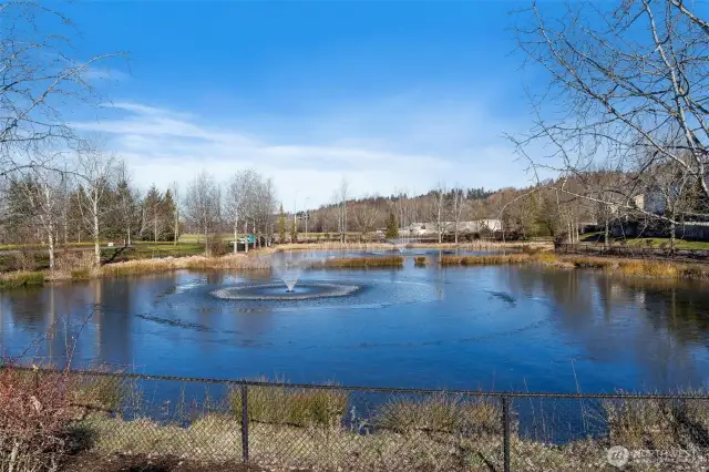 Neighborhood pond