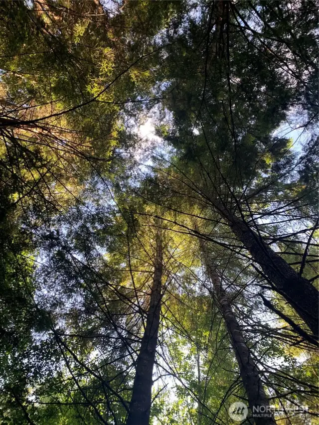 looking up from the easement road
