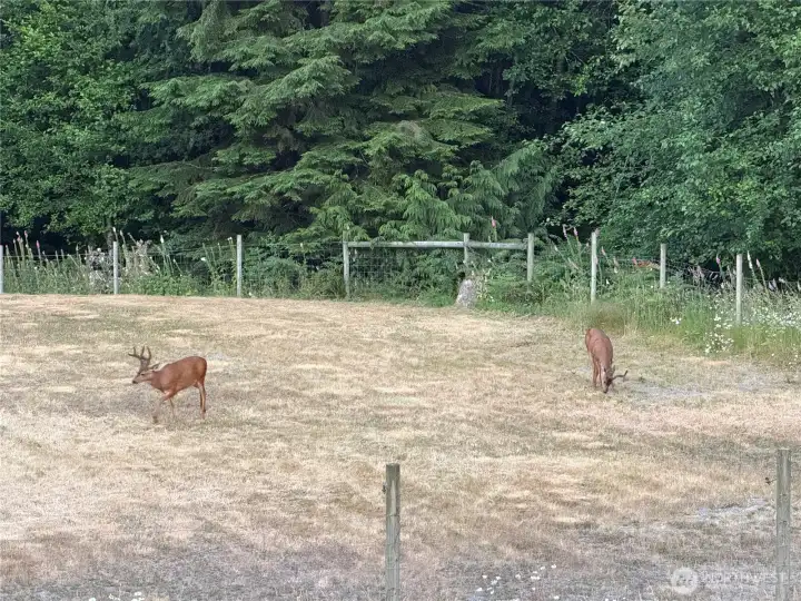 Abundant wildlife Abundant wildlife