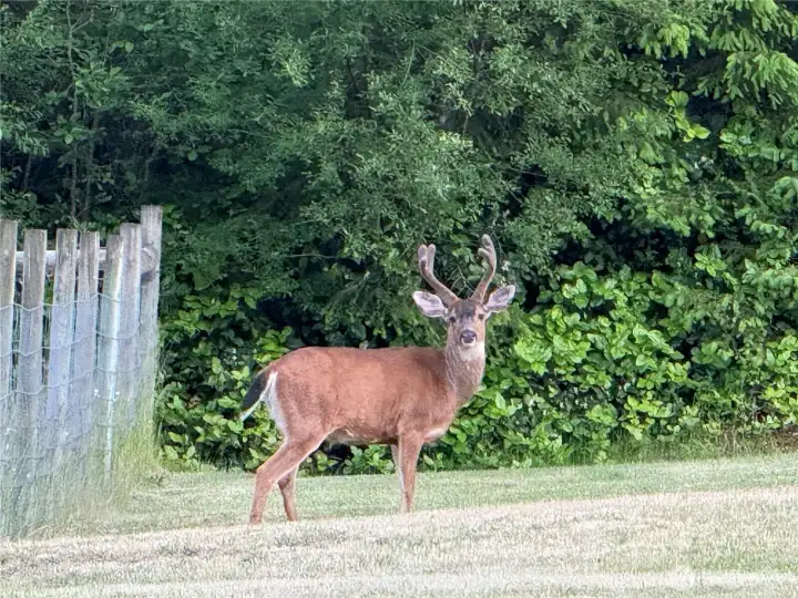 Abundant wildlife Abundant wildlife
