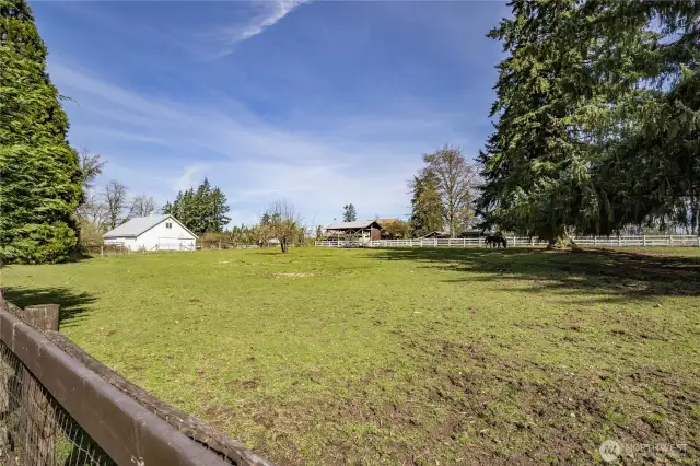 Horse pasture