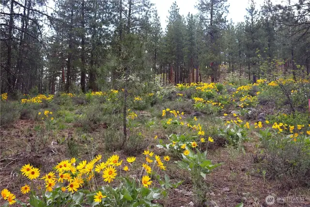 Sloped hillsides and a level bench make up the north half of the property.