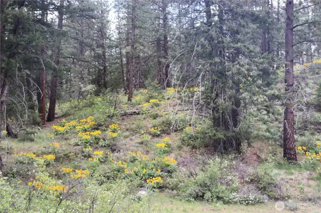 Wildflowers dominate the landscape in the spring.
