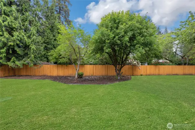 Backyard trees