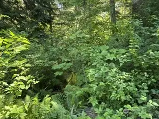 stream
