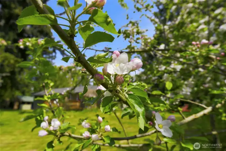 Cherry Blossoms