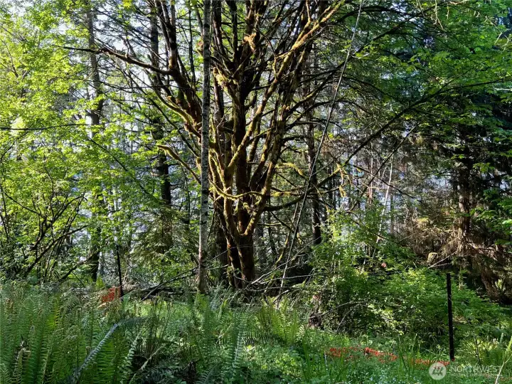 Majestic Maple just beyond home site.