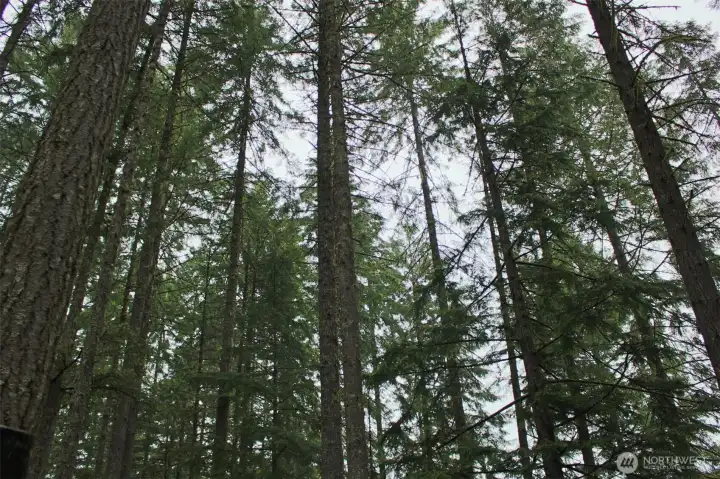 Canopy of Fir Trees provide shade on hot summer days Canopy of Fir Trees provide shade on hot summer days