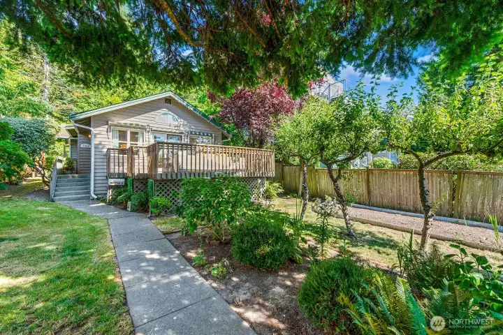 This evergreen tree provides shade for the front yard.
