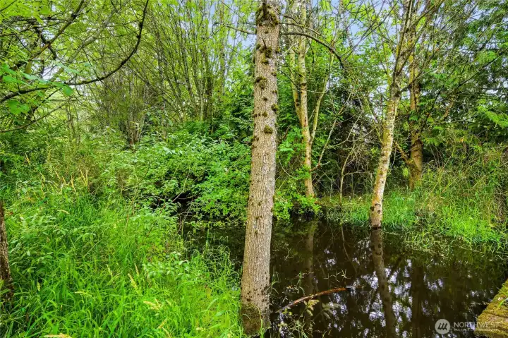 Silver Creek at back end of property