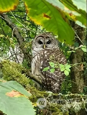 Mother barred owl, photo taken by neighbor