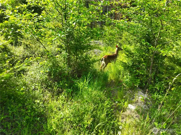 Little deer hanging out in the middle of the property when no one is around.