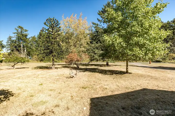 Front Yard
