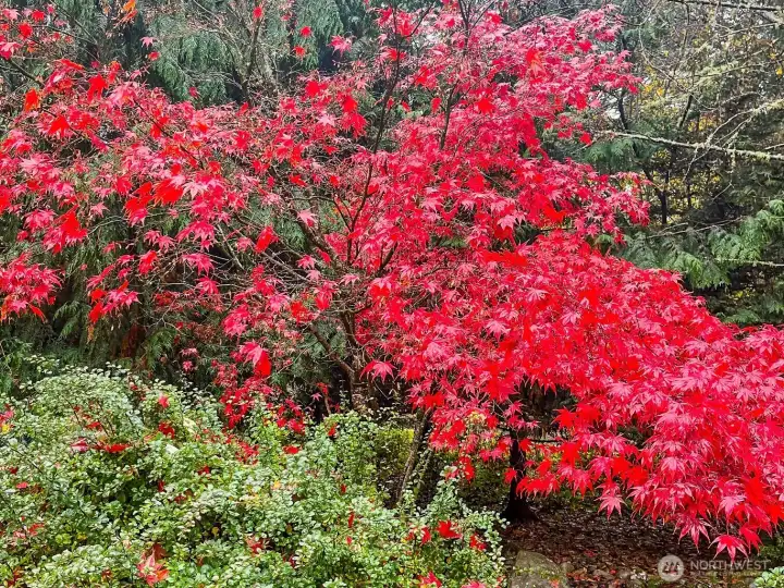Beautiful fall foilage throughout the property.