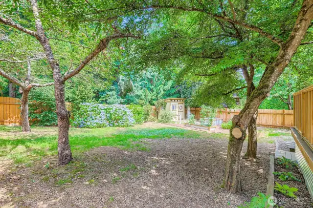 Backyard