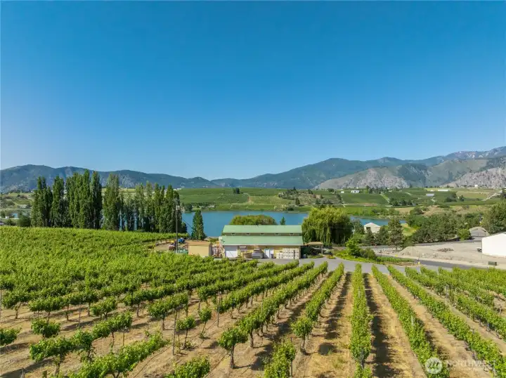 Looking at the winery from the vineyard