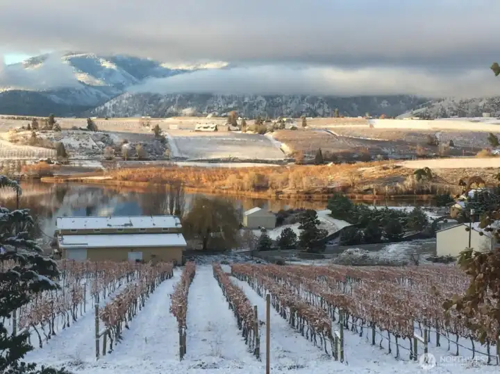 Winter in the vineyard