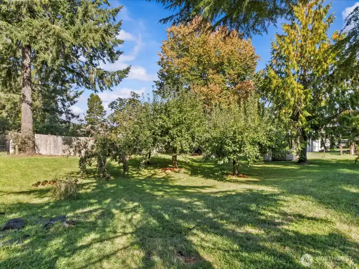 Back yard