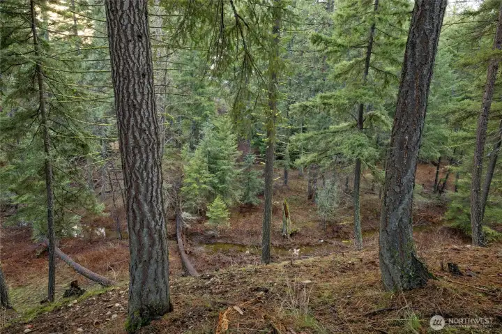 Ridge like setting off back of property