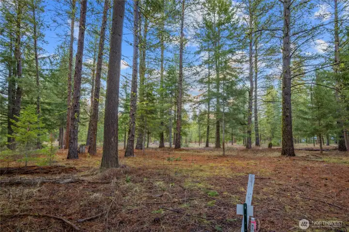 Back of property view of homesite