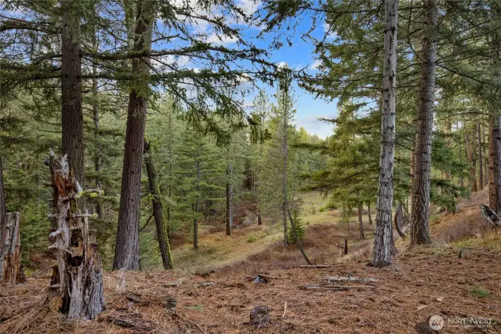 Seasonal stream below ridge behind property