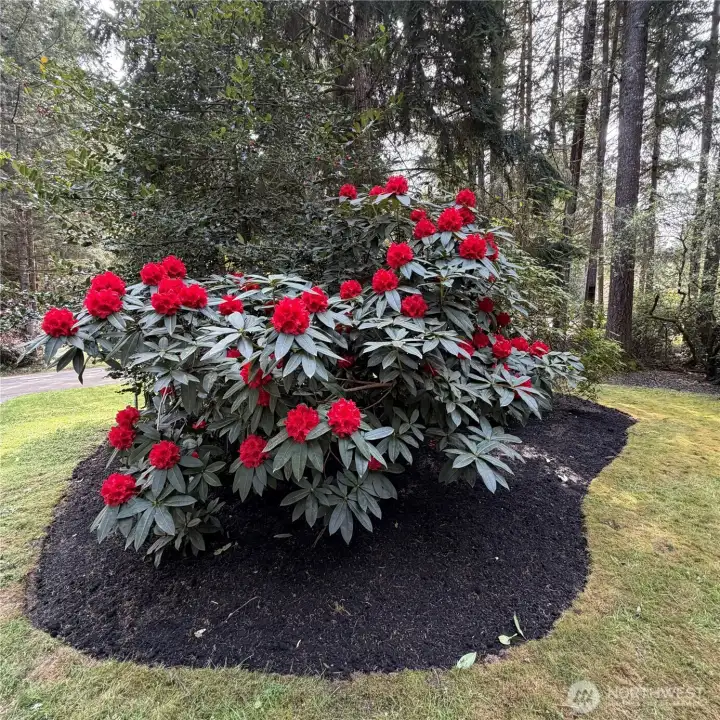 Beautiful rhododendron blooms in April in the front yard garden bed. Beautiful rhododendron blooms in April in the front yard garden bed.