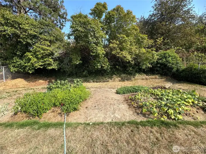 Nice Vegetable garden started