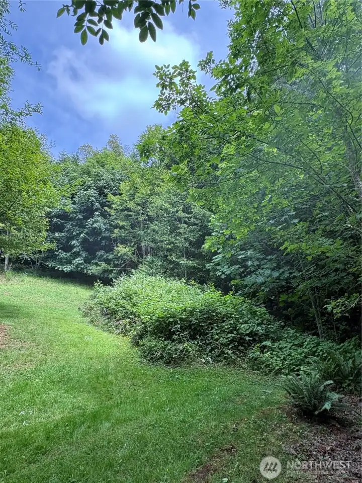 Looking towards the trees, some has been maintained, mowed.