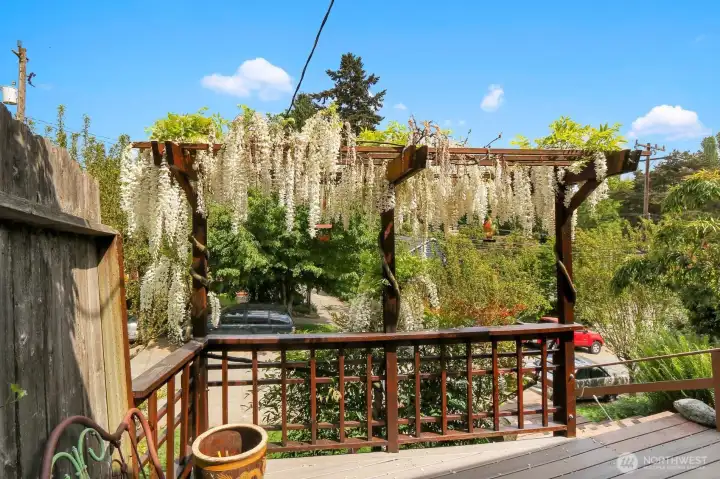 Beautiful wisteria on the front deck. Beautiful wisteria on the front deck.