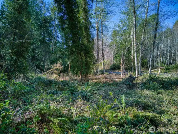 On the property looking towards road.