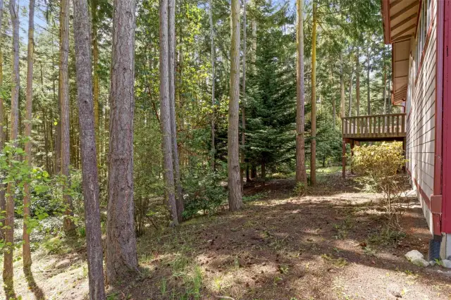 Back Yard, Looking at Trails