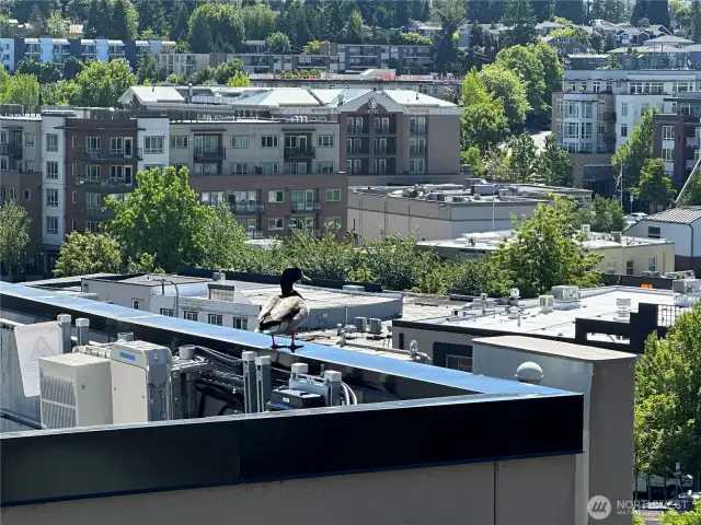 View of Visiting Duck from Deck