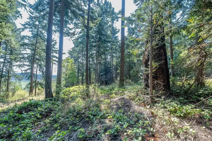 Area to the south of the cabin (just behind it).