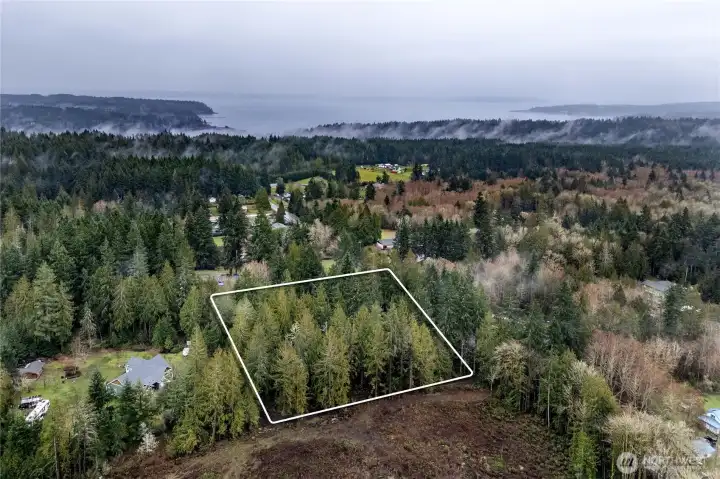 So many trees, you can't even tell you have neighbors.