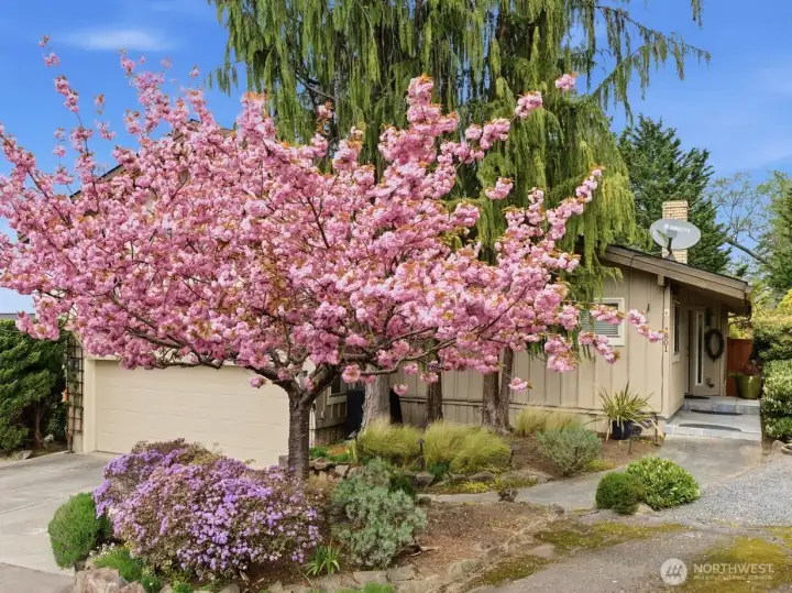 Incredible blossoms!