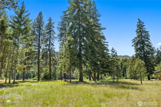Acre sized lot with big trees