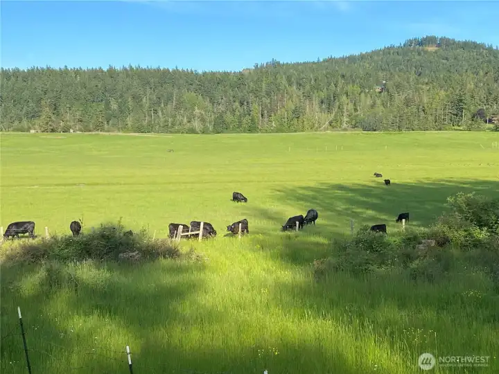 My neighbors dining quietly, wondering if the grass is greener on the other side of the fence.